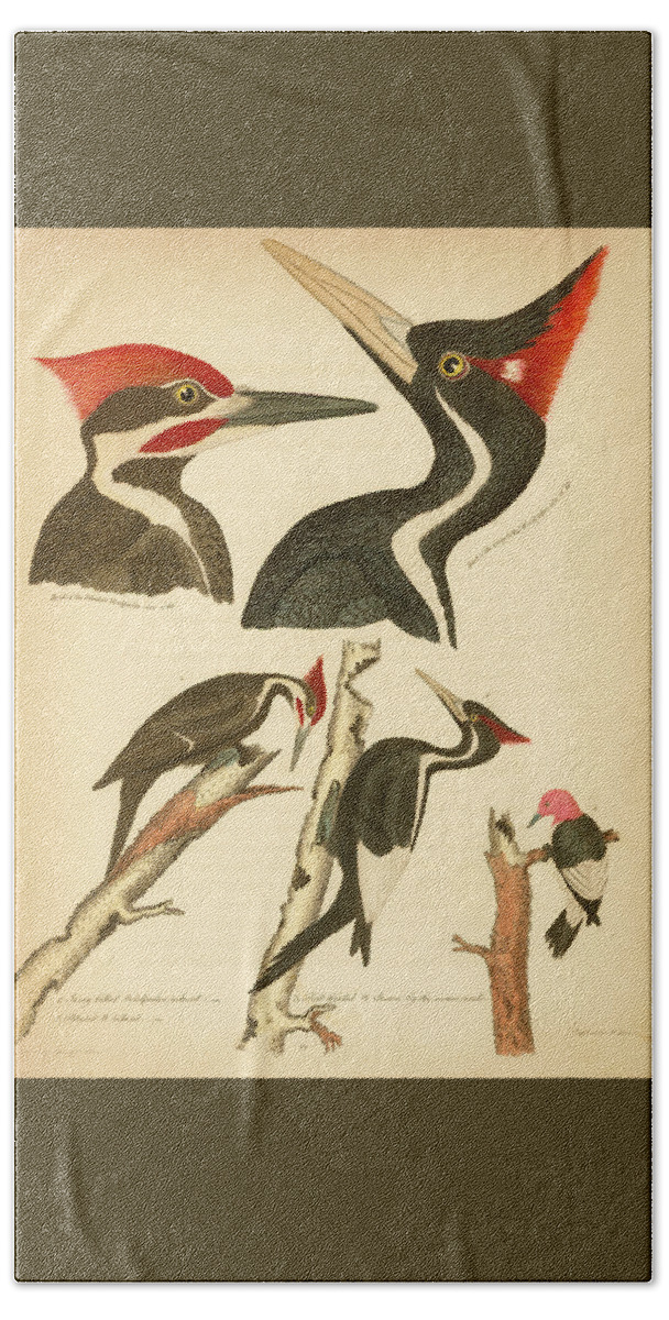 Birds Hand Towel featuring the mixed media Woodpeckers by Alexander Wilson