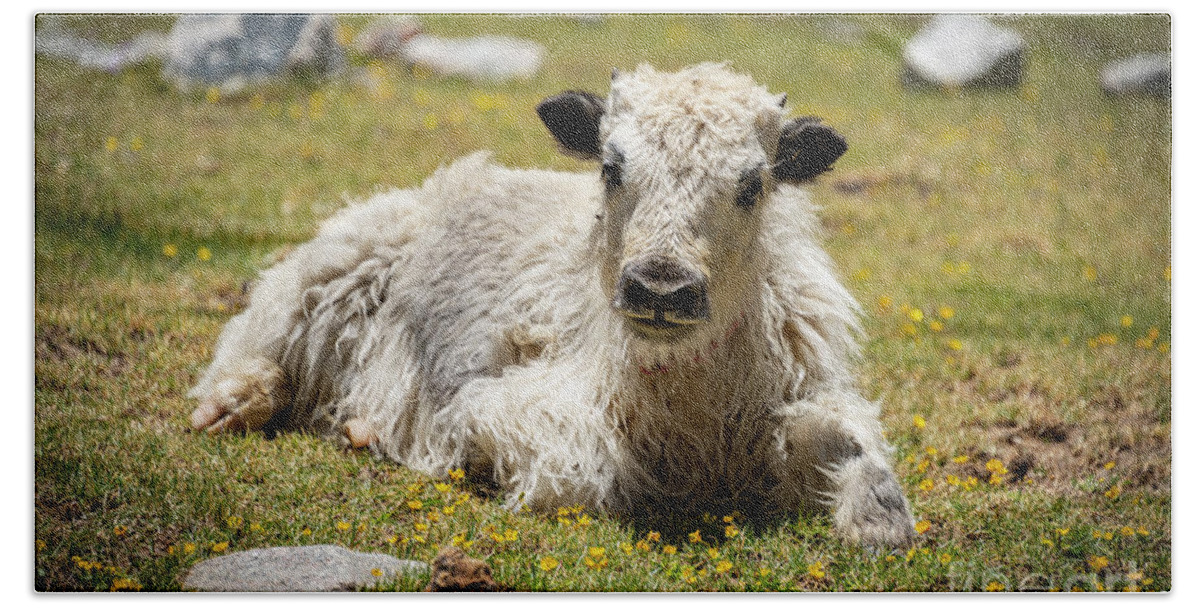 Tibet Hand Towel featuring the photograph Yak Tyme by Peng Shi