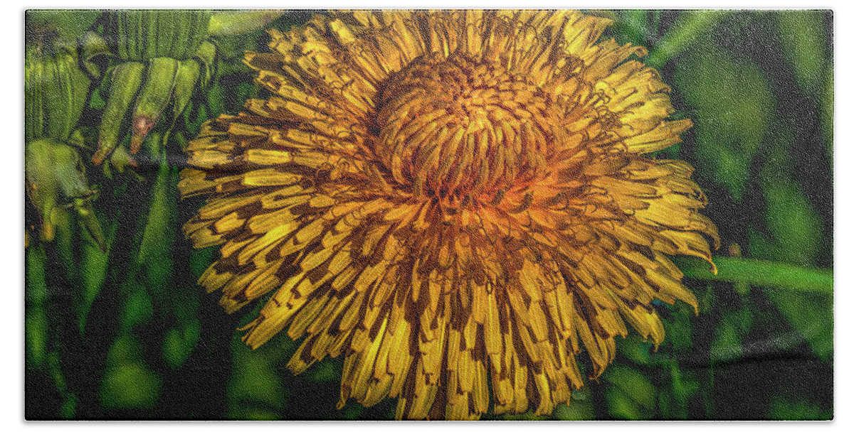 Dandelions Bath Towel featuring the photograph Yellow and orange on dark green #i7 by Leif Sohlman