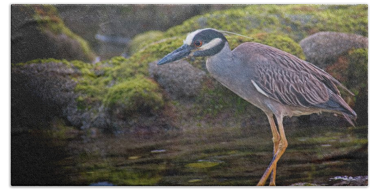 Coral Cove Bath Towel featuring the photograph Yellow-crowned Night Heron by Steve DaPonte