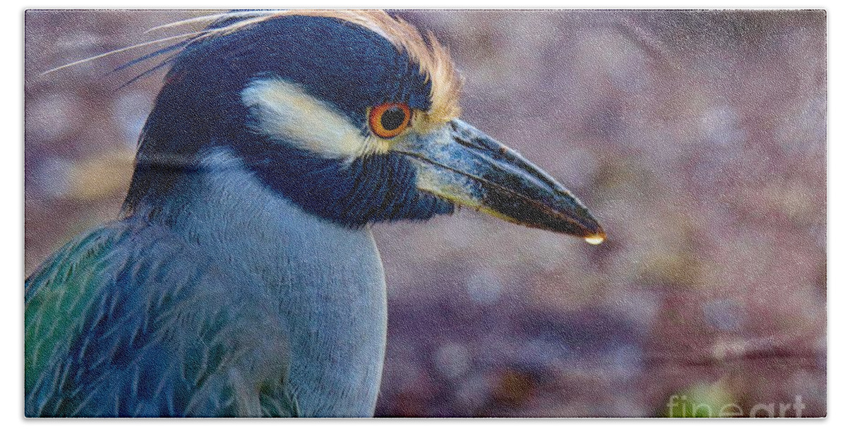 Bird Bath Towel featuring the photograph Yellow-crowned Night Heron by Susan Rydberg