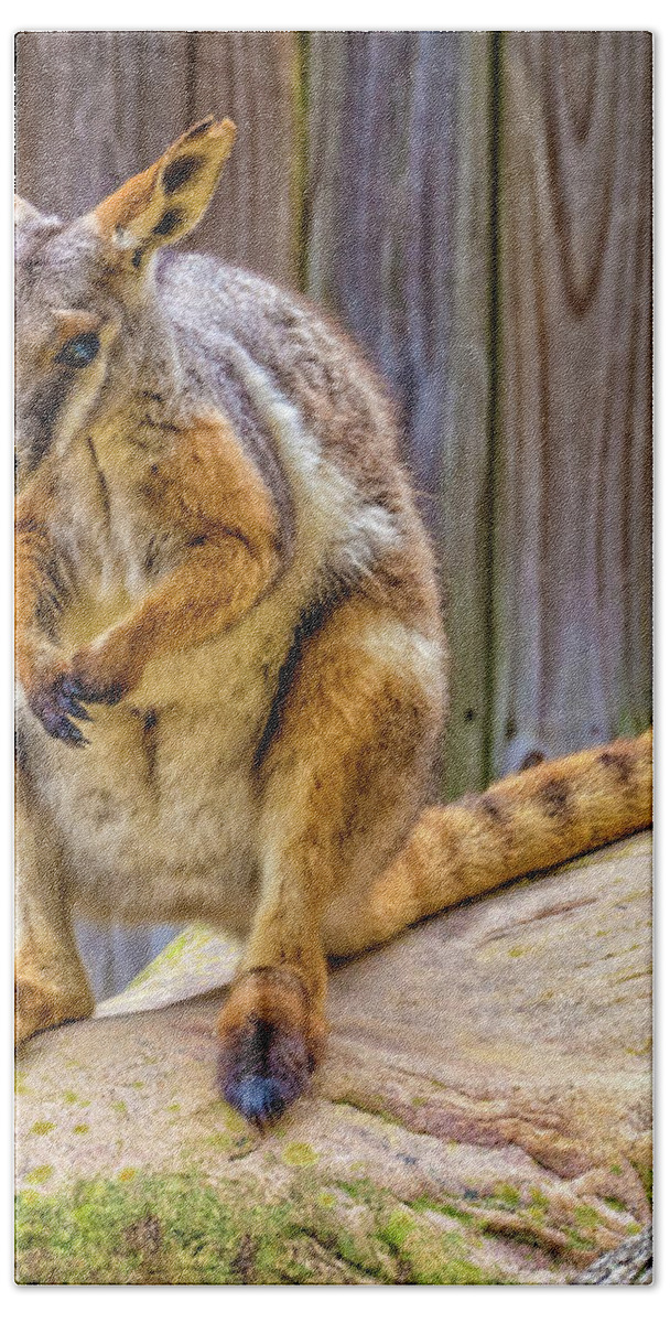 Australia Hand Towel featuring the photograph Yellow-footed Rock Wallaby_ by Sandra Selle Rodriguez