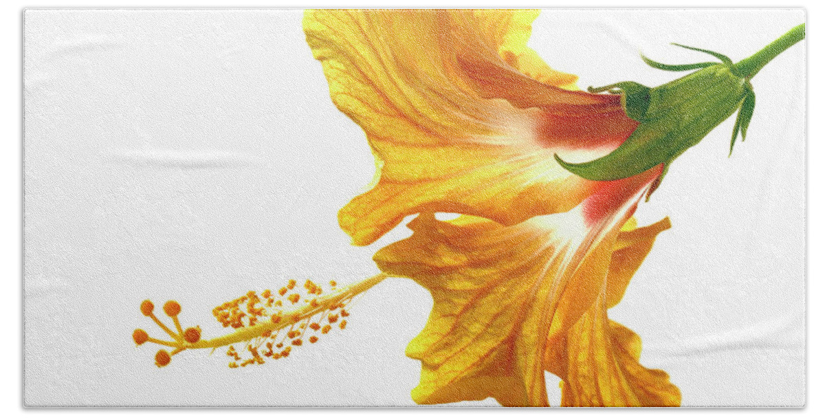 Hibiscus Hand Towel featuring the photograph Yellow Hibiscus by Christopher Johnson