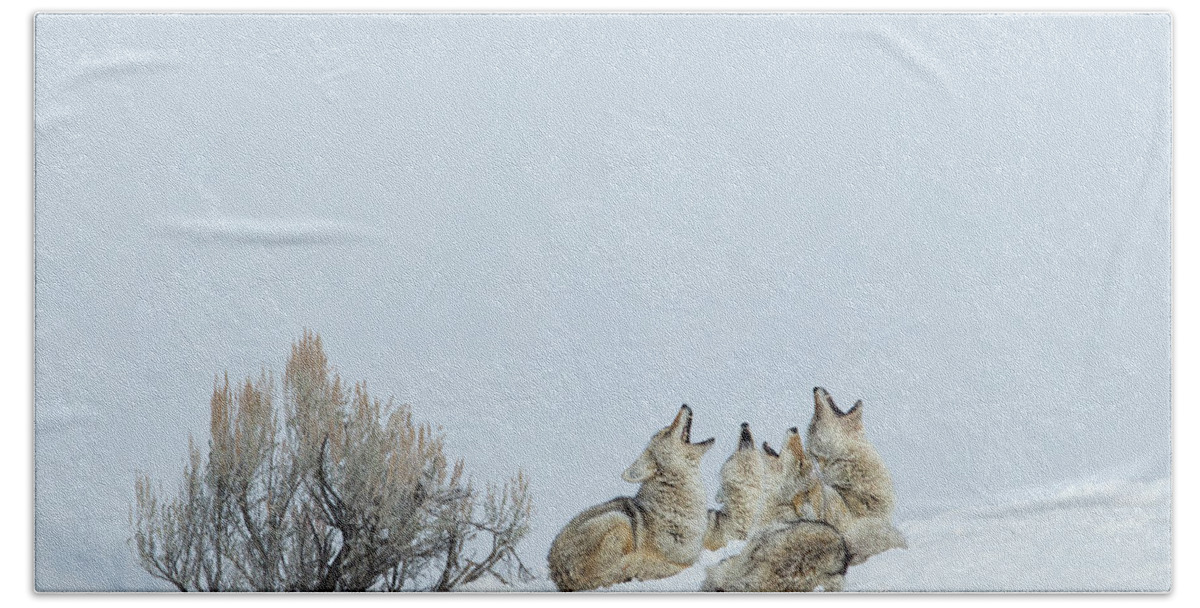 Sebastian Kennerknecht Bath Towel featuring the photograph Yellowstone Coyote Pack Howling by Sebastian Kennerknecht
