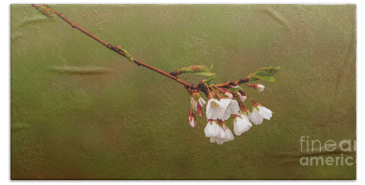 Cherry Blossoms Hand Towel featuring the photograph Yoshino Cherry Blossoms by Diane Diederich