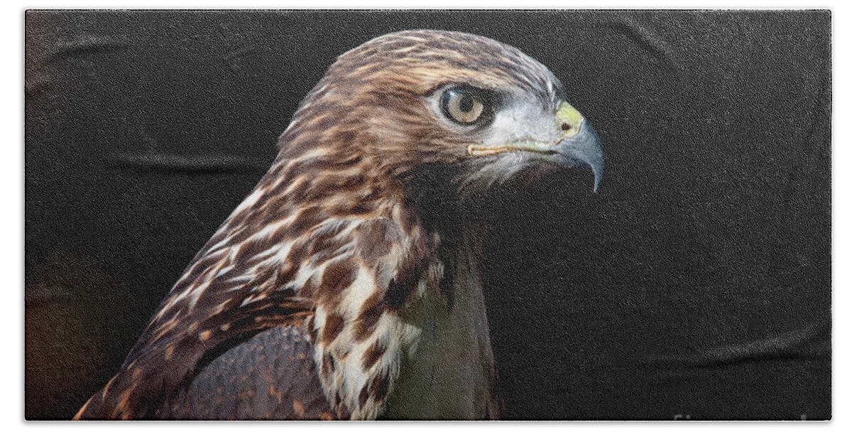 Immature Red Tail Hawk Hand Towel featuring the photograph Young Red Tail by Bon and Jim Fillpot