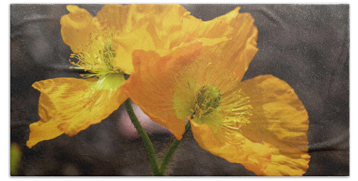 Photograph Hand Towel featuring the photograph A Pair of Poppies #1 by Suzanne Gaff