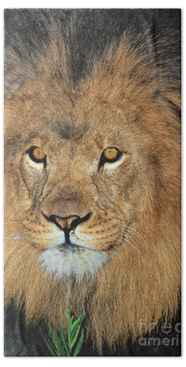African Lion Bath Towel featuring the photograph African Lion Portrait Wildlife Rescue #1 by Dave Welling