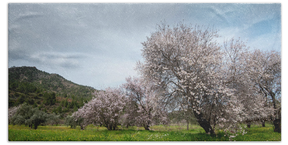 Spring Bath Towel featuring the photograph Almond trees bloom in spring against blue sky. by Michalakis Ppalis
