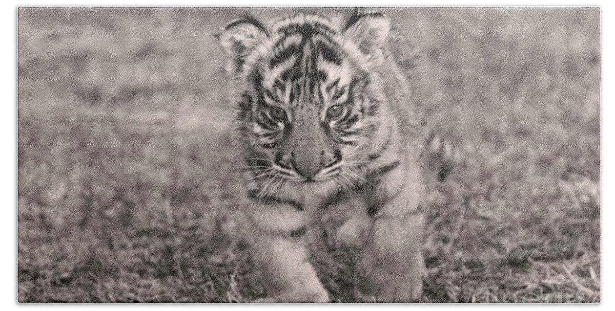 Alone Bath Towel featuring the photograph Bengal Tiger Cub #1 by M Watson