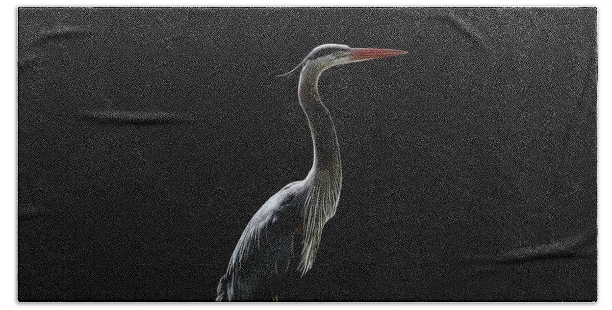 Blue Heron Hand Towel featuring the photograph Blue Heron #1 by Jim Signorelli