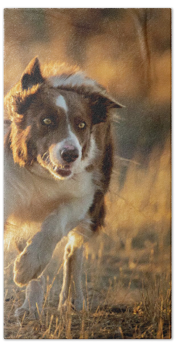 Border Collie Bath Towel featuring the photograph Border Collie #1 by Diana Andersen