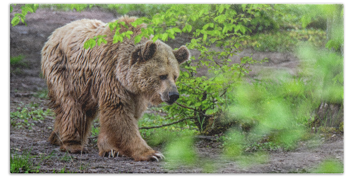 European Brown Bear Bath Towel featuring the photograph Brown Bear in Forest #1 by Arterra Picture Library