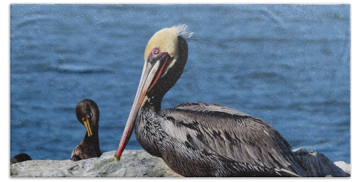 Brown Pelicans Bath Towel featuring the photograph Brown Pelican on Tomales Bay #2 by Kathleen Bishop