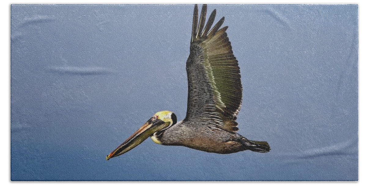 America Bath Towel featuring the photograph Male Brown Pelican flying along John's Pass by Ronald Lutz