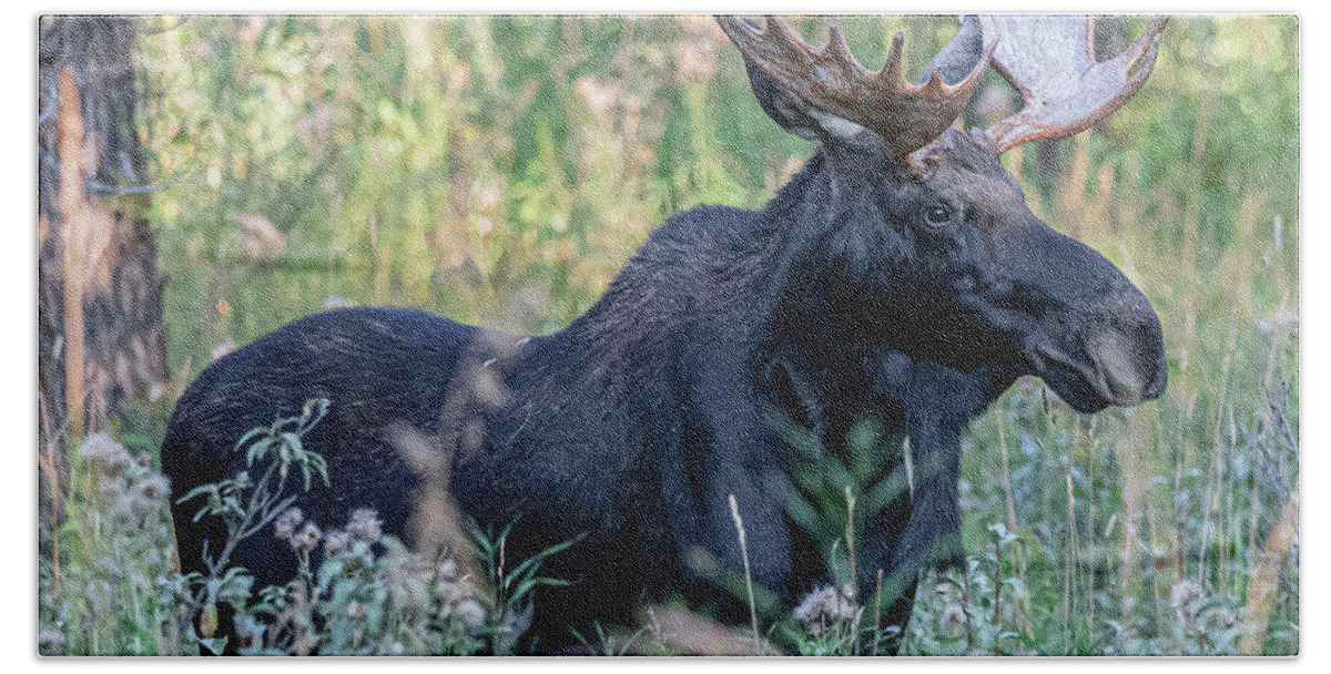 Moose Bath Towel featuring the photograph Bull moose, Wilson, WY #1 by Moris Senegor