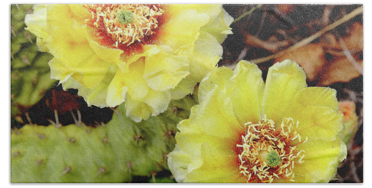 Cactus Hand Towel featuring the photograph Cactus Blossoms #1 by Bob Falcone