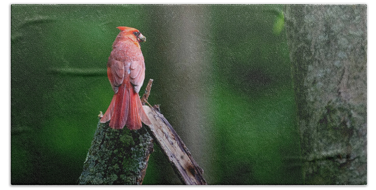 Bird Bath Towel featuring the photograph Cardinal - Back Feathers #1 by Flinn Hackett