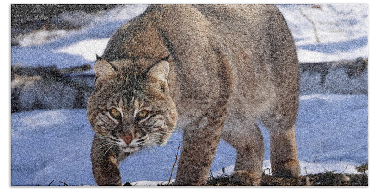 Bobcat Bath Towel featuring the photograph Cat on the Prowl #1 by Duane Cross