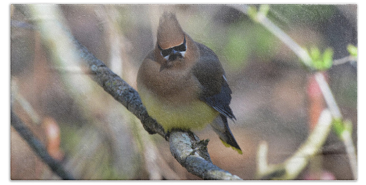  Hand Towel featuring the photograph Cedar Waxwing 6 #1 by David Armstrong