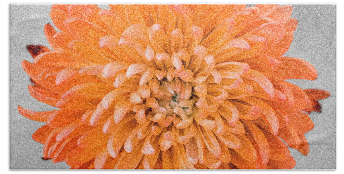 Floral Bath Towel featuring the photograph Chrysanthemum Flower Joy-Orange by Renee Spade Photography