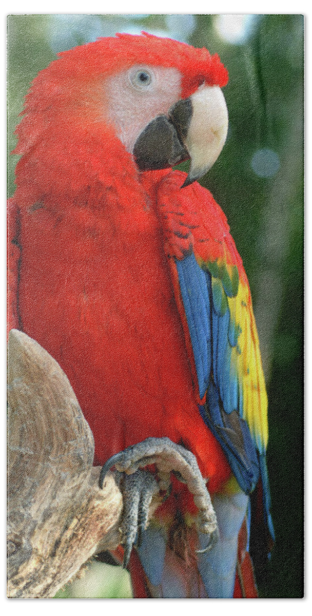 Scarlet Macaw Bath Towel featuring the photograph Colors of the Rainbow #1 by Melissa Southern