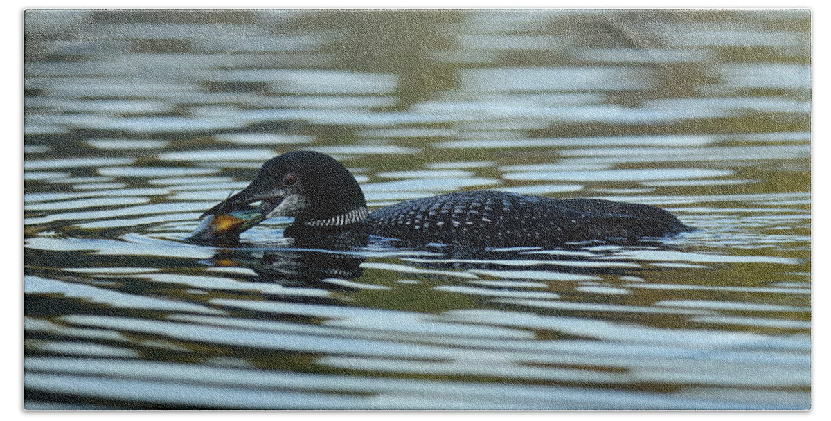 Common Loon Bath Towel featuring the photograph Common Loon #1 by Brook Burling