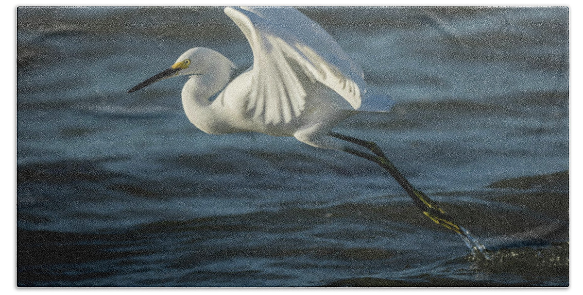 Egret Hand Towel featuring the photograph Egret in Bonita Spring Beach #1 by George Kenhan