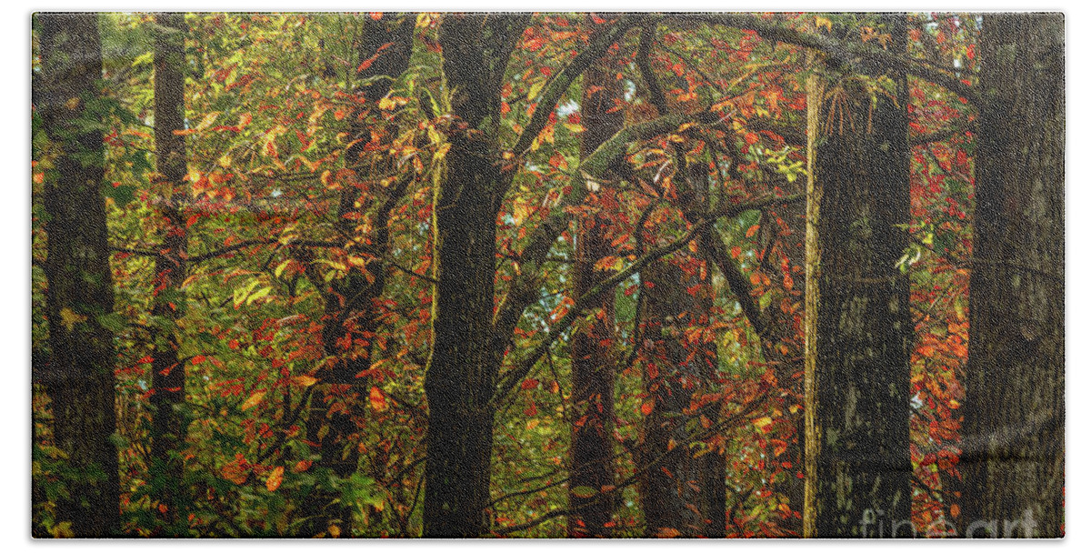 Forest Bath Towel featuring the photograph Fall in Texas by Seth Betterly