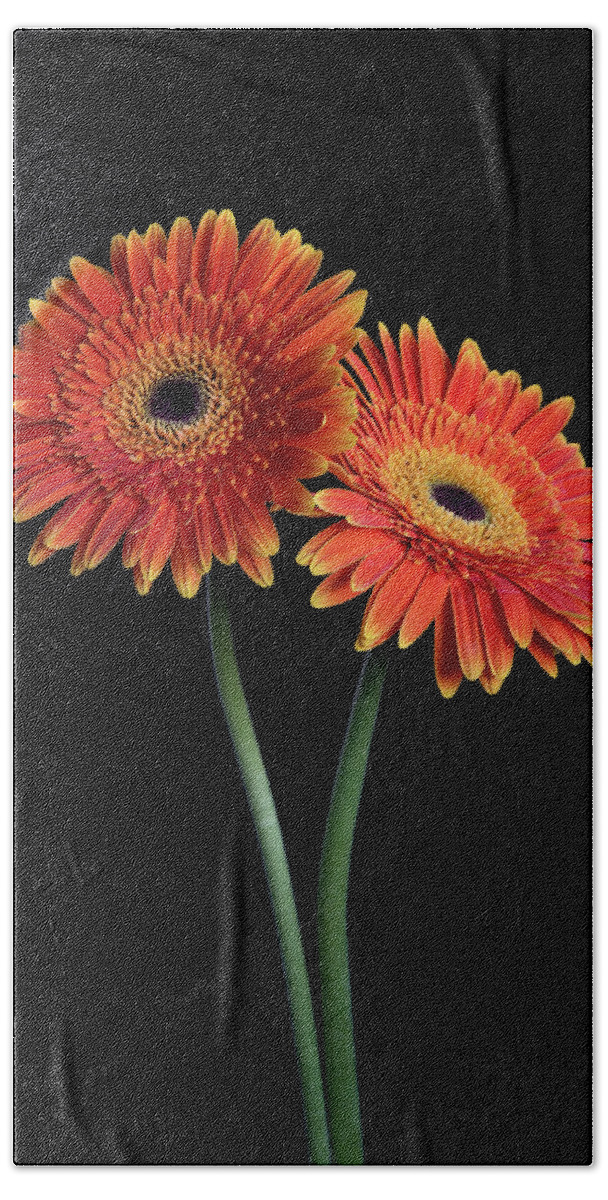 Daisies Bath Towel featuring the photograph Fresh Daisy flower isolated on black background #1 by Michalakis Ppalis