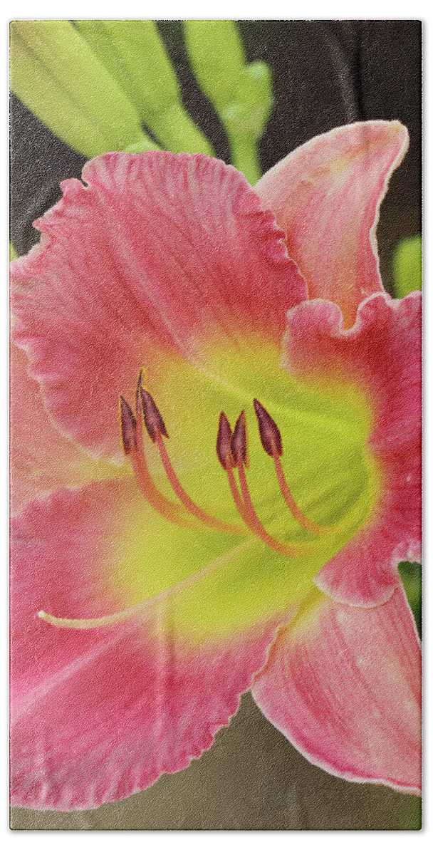 Daylily Hand Towel featuring the photograph Gracefully Yours #1 by Mary Anne Delgado
