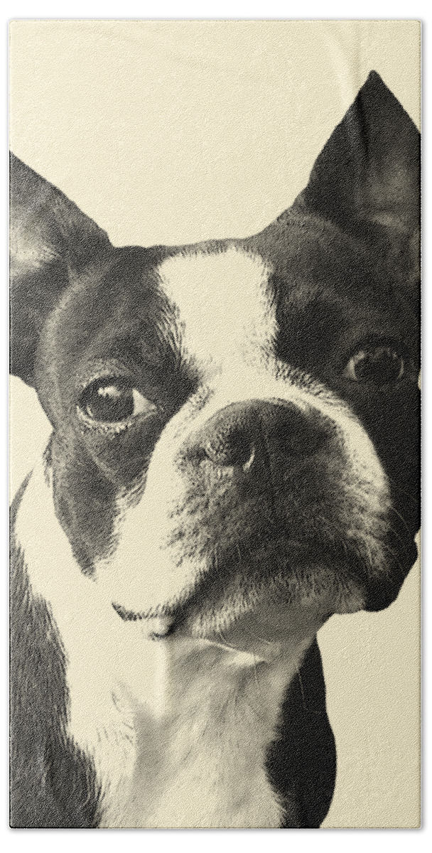 Boston Terrier Hand Towel featuring the digital art Handsome Boy #1 by Madame Memento