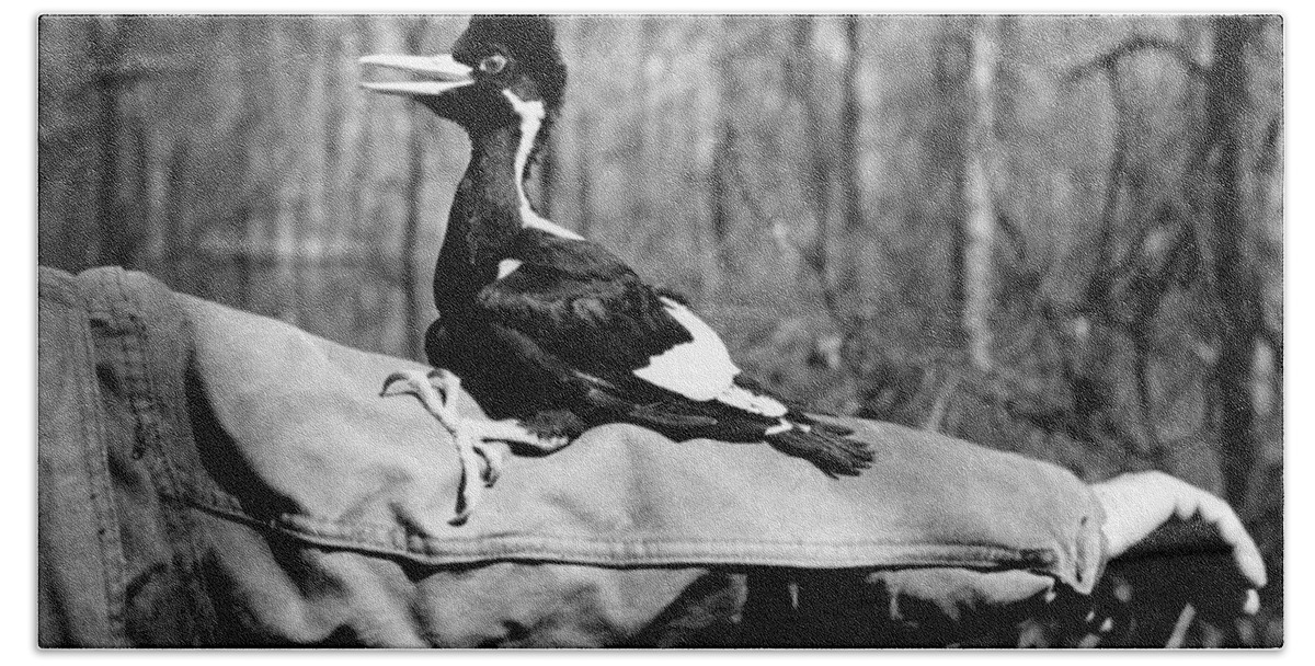 8v3737 Bath Towel featuring the photograph Ivory-Billed Woodpecker Nestling #1 by James T Tanner