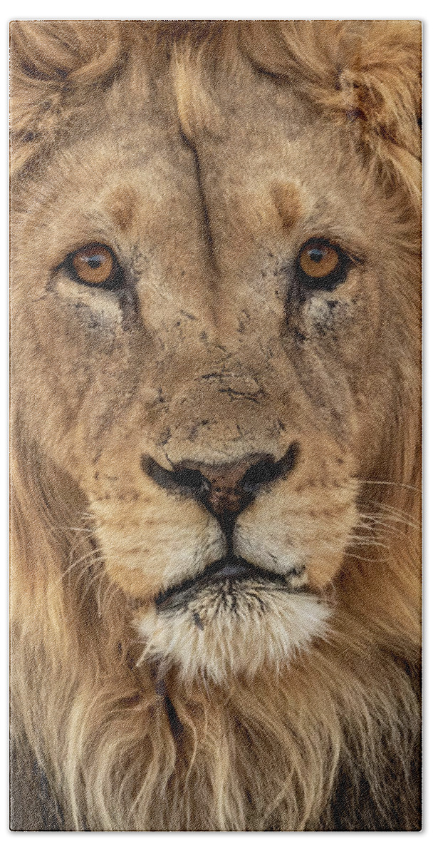 Lion Bath Towel featuring the photograph Kgalagadi Lion #1 by MaryJane Sesto