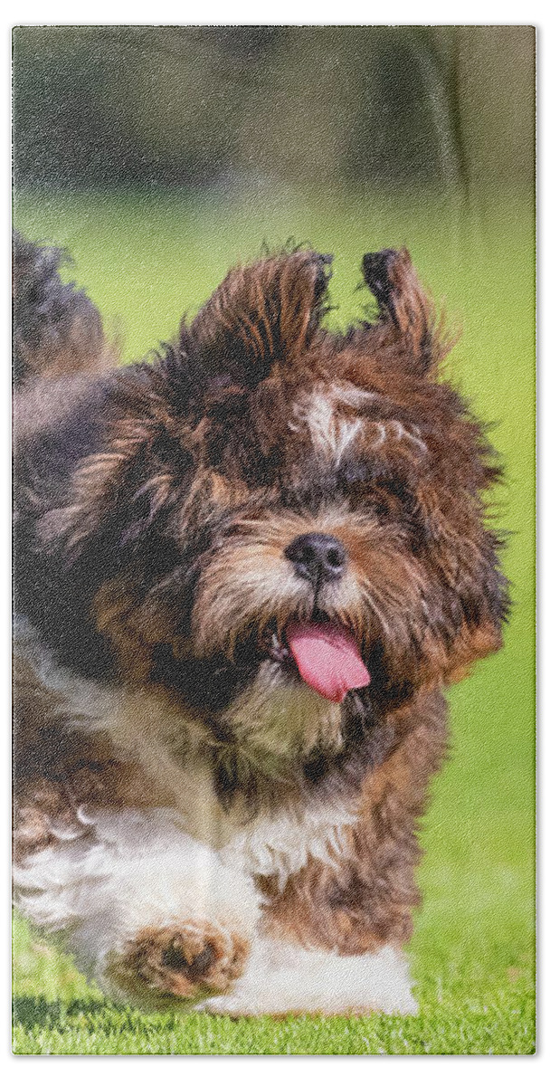 Lhasa Apso Bath Towel featuring the photograph Lhasa Apso Puppy #2 by Diana Andersen
