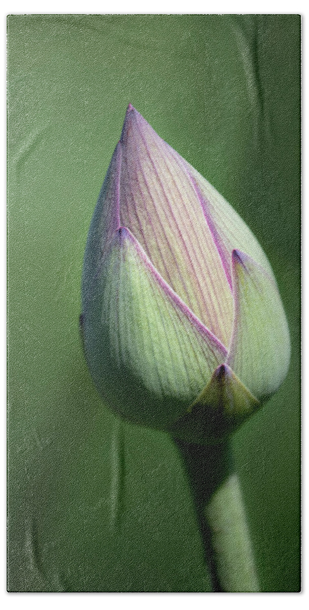 Flower Bath Towel featuring the photograph Lotus Bud #1 by Gary Geddes