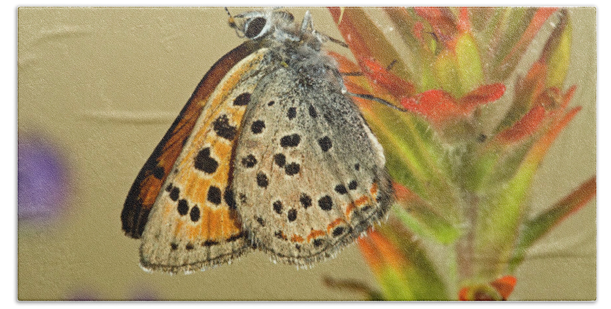 Portrait Bath Towel featuring the photograph Lustrous copper butterfly #1 by Buddy Mays