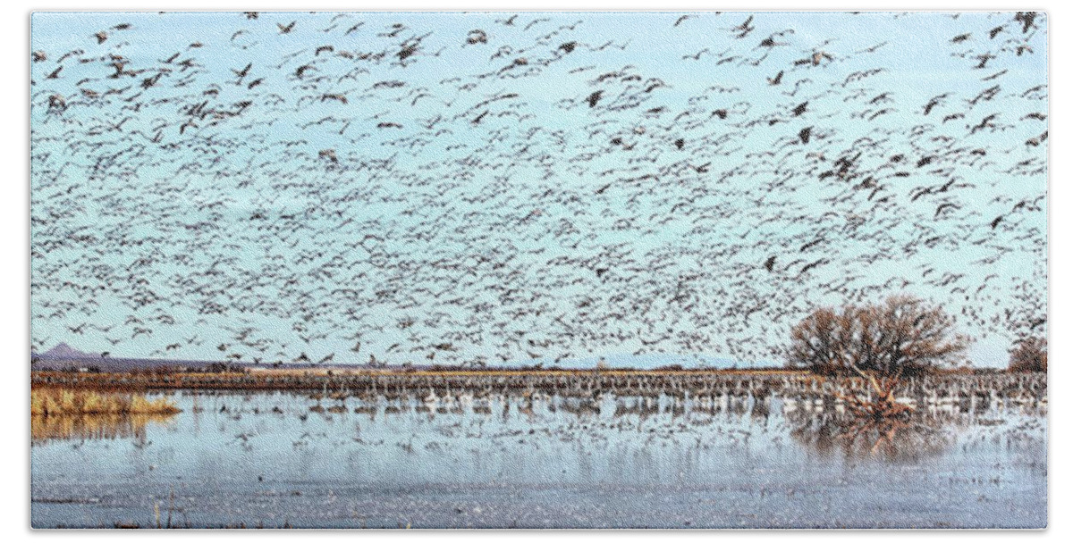 Wildlife Hand Towel featuring the photograph Morning Flight by Robert Harris