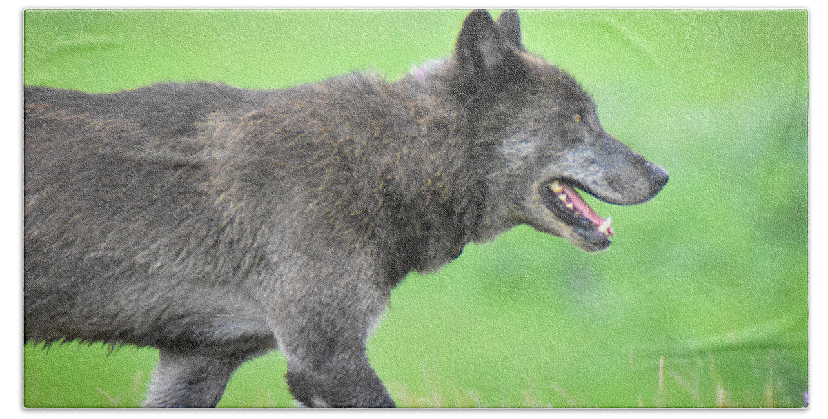 Wolf Bath Towel featuring the photograph On the Hunt #1 by Ed Stokes