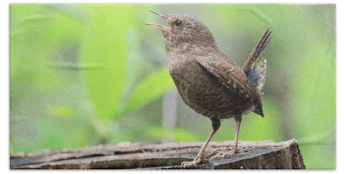 Wren Bath Towel featuring the photograph Pacific-winter Wren #1 by Terry Dadswell