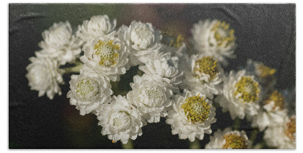Astoria Bath Towel featuring the photograph Pearly Everlasting #1 by Robert Potts