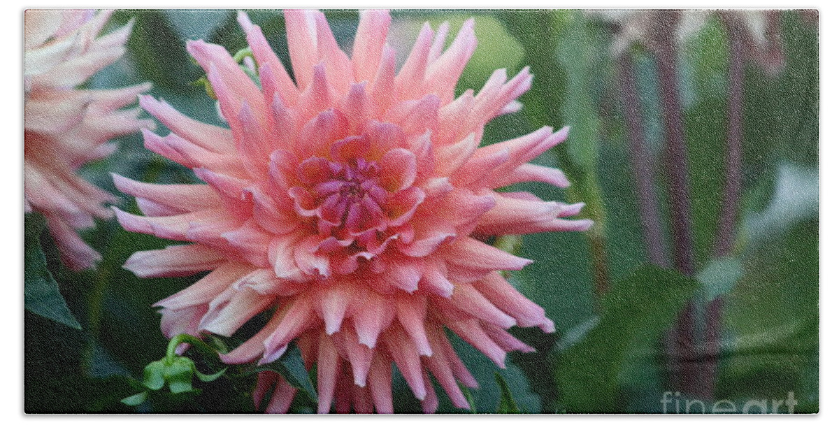 Pink Dahlia Bath Towel featuring the photograph Pink #1 by B Rossitto