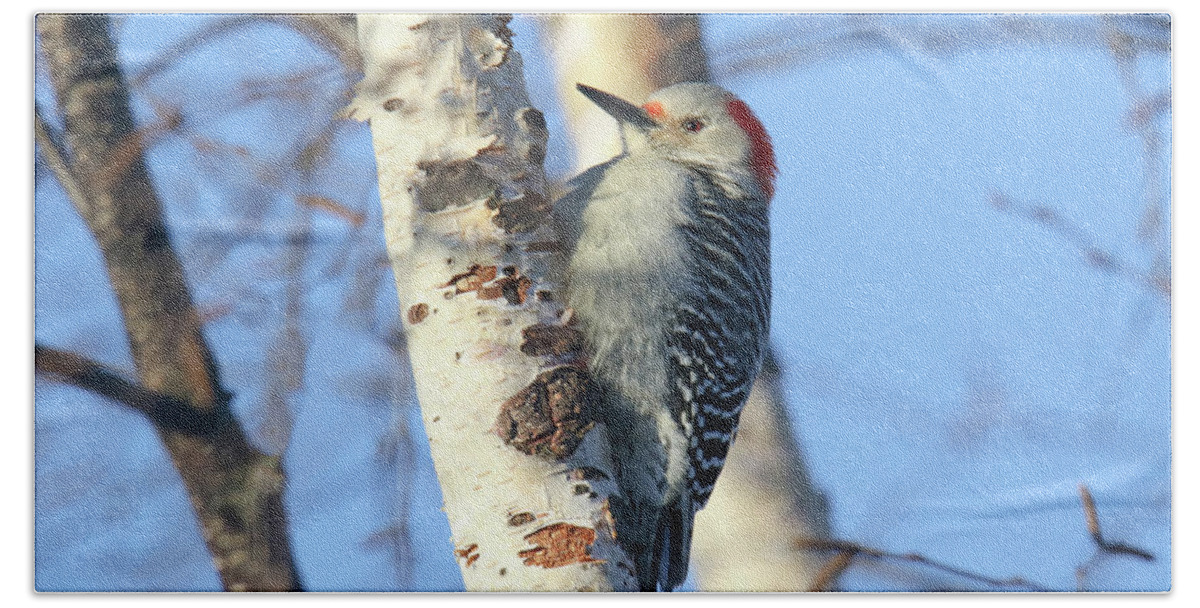 Red Bellied Bath Towel featuring the photograph Red Bellied Woodpecker #1 by Brook Burling