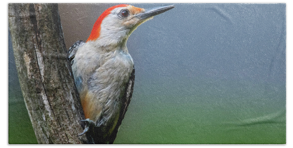 Avian Bath Towel featuring the photograph Red Belly Woodpecker #1 by Cathy Kovarik