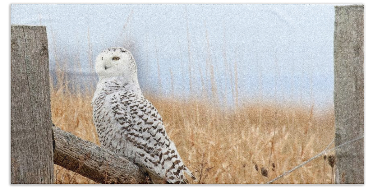 Snowy Owl Hand Towel featuring the photograph Snowy owl in golden fields #1 by Heather King