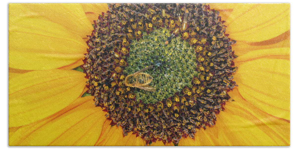 United_states Bath Towel featuring the photograph Sun Flowers #1 by LeeAnn McLaneGoetz McLaneGoetzStudioLLCcom