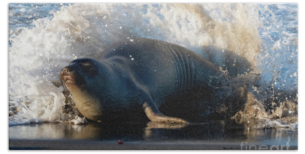 Elephant Seal Hand Towel featuring the photograph Surprise Bath #1 by Michael Dawson