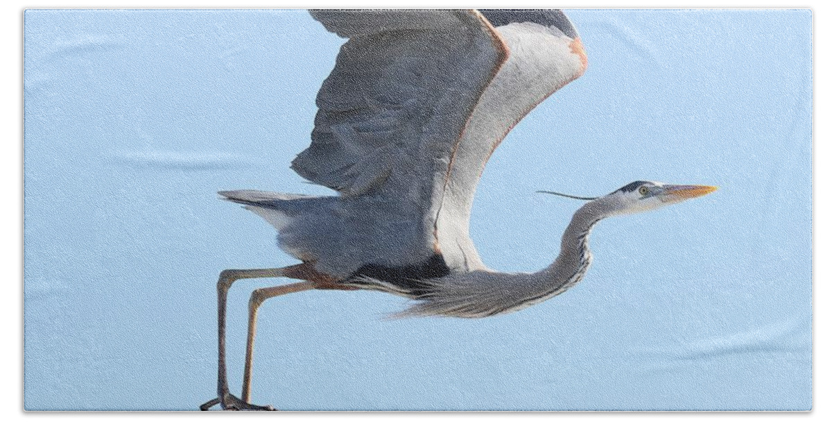 Great Blue Heron Bath Towel featuring the photograph Taking Off by Mingming Jiang