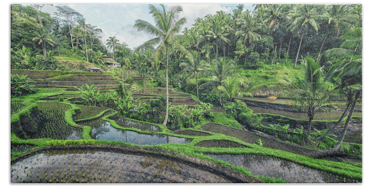 Agriculture Hand Towel featuring the photograph Tegallalang Rice Terrace #1 by Manjik Pictures