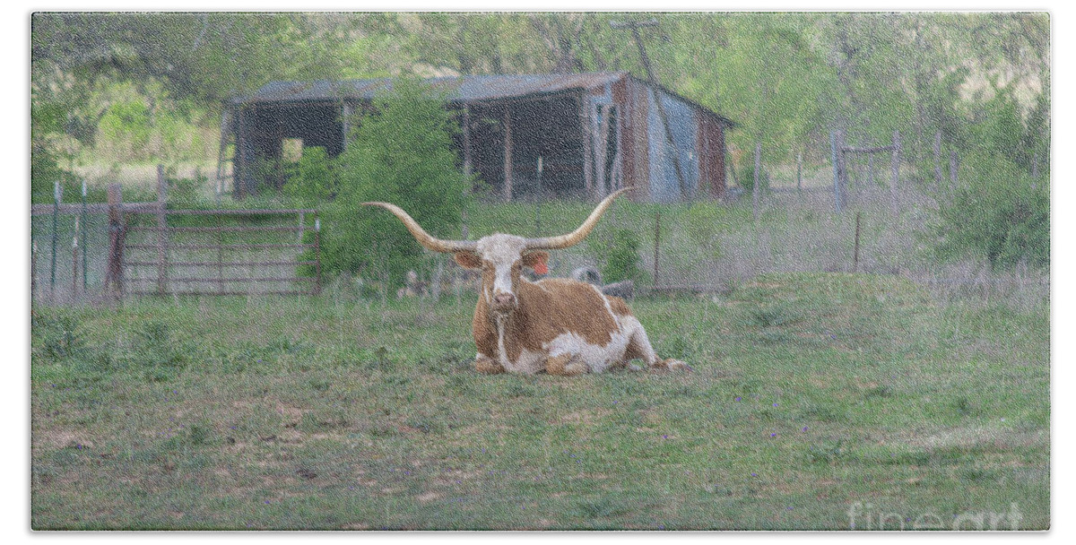 Longhorn Hand Towel featuring the photograph Texas Longhorn #1 by Kelly Kitchens
